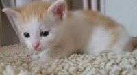 Bild: 20 K&auml;tzchen warten im Nordh&auml;user Katzenhaus auf ein neues zu Hause