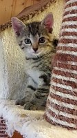 Bild: 20 K&auml;tzchen warten im Nordh&auml;user Katzenhaus auf ein neues zu Hause