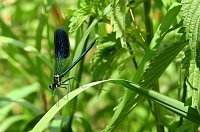 Bild: Peter Blei unterwegs - diesmal in der freien Natur