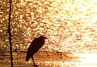 Bild: Abendimpressionen aus Auleben