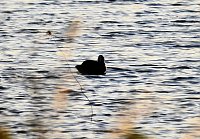 Bild: Abendimpressionen aus Auleben