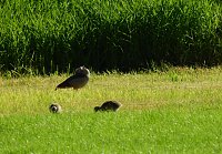 Bild: Besuch in der Heimat