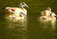 Bild: Besuch in der Heimat