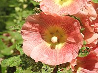 Bild: Die Rosenburg