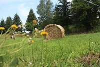 Bild: Sommer in R&uuml;digsdorf
