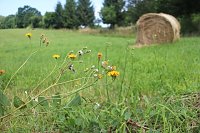 Bild: Sommer in R&uuml;digsdorf