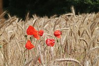 Bild: Sommer in R&uuml;digsdorf