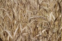 Bild: Sommer in R&uuml;digsdorf