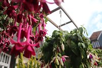 Bild: 4. Fuchsienschau in der Nordh&auml;user Traditionsbrennerei