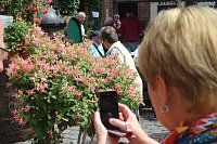 Bild: 4. Fuchsienschau in der Nordh&auml;user Traditionsbrennerei