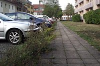 Bild: Nur Unkraut in der Justus-Jonas-Stra&szlig;e parallel zum SWG-Wohnblock