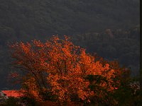 Bild: Herbstspaziergang