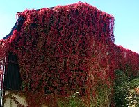 Bild: Herbstspaziergang