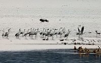 Bild: Kraniche am Stausee Kelbra