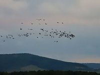 Bild: Kraniche am Stausee Kelbra
