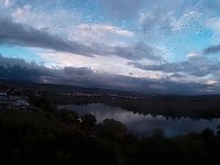 Bild: Kraniche am Stausee Kelbra