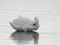 Bild: Kraniche am Stausee Kelbra