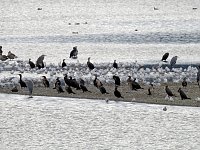 Bild: Kraniche am Stausee Kelbra