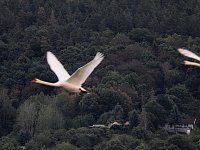 Bild: Kraniche am Stausee Kelbra