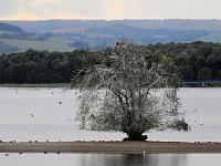 Bild: Kraniche am Stausee Kelbra