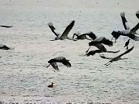 Bild: Kraniche am Stausee Kelbra