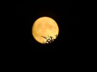 Bild: Gefunden: Der Supermond