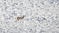 Bild: Nochmal Winter