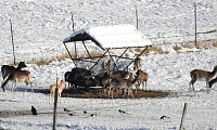 Bild: Nochmal Winter