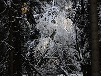 Bild: Nochmal Winter