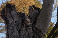 Bild: Advent im Park Hohenrode