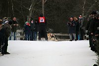 Bild: Schlittenhunderennen in Hasselfelde