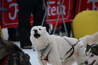 Bild: Schlittenhunderennen in Hasselfelde