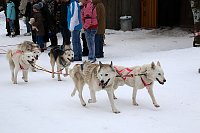 Bild: Schlittenhunderennen in Hasselfelde