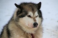 Bild: Schlittenhunderennen in Hasselfelde
