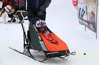 Bild: Schlittenhunderennen in Hasselfelde