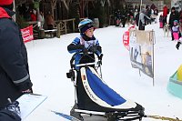 Bild: Schlittenhunderennen in Hasselfelde