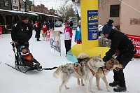 Bild: Schlittenhunderennen in Hasselfelde