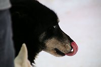 Bild: Schlittenhunderennen in Hasselfelde