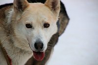 Bild: Schlittenhunderennen in Hasselfelde