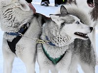 Bild: Schlittenhunderennen in Benneckenstein