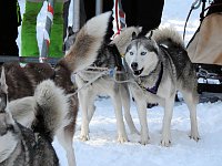 Bild: Schlittenhunderennen in Benneckenstein