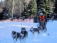Bild: Schlittenhunderennen in Benneckenstein