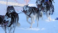 Bild: Schlittenhunderennen in Benneckenstein