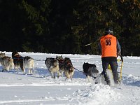 Bild: Schlittenhunderennen in Benneckenstein
