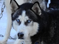Bild: Schlittenhunderennen in Benneckenstein