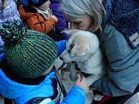 Bild: Schlittenhunderennen in Benneckenstein