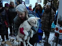 Bild: Schlittenhunderennen in Benneckenstein