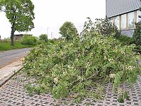 Bild: Sturm in Nordhausen