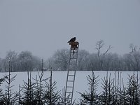 Bild: Zaung&auml;ste in Neustadt