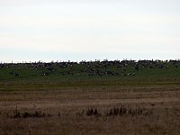 Schwäne machten Zwischenlandung bei Nordhausen Bild: Schwäne machten Zwischenlandung bei Nordhausen